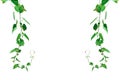 Vine with green leaves, heart shaped, twisted separately on a white background Royalty Free Stock Photo