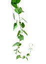 Vine with green leaves, heart shaped, twisted separately on a white background Royalty Free Stock Photo