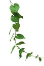 Vine with green leaves, heart shaped, twisted separately on a white background Royalty Free Stock Photo