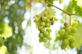 Vine of green ripening grapes growing in a summer day