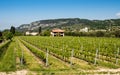 Vine growing close to Lake Garda, Italy.