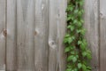 Vine growing in a fence