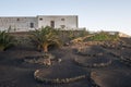 Vine growing in a land of volcanoes at Lanzarote