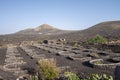 Vine growing in a land of volcanoes at Lanzarote Royalty Free Stock Photo