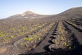 Vine growing in a land of volcanoes at Lanzarote Royalty Free Stock Photo