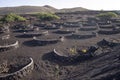 Vine growing in a land of volcanoes at Lanzarote