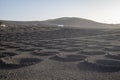 Vine growing in a land of volcanoes at Lanzarote