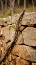 a vine growing out of a stone wall Royalty Free Stock Photo