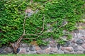 Vine growing on a rock wall Royalty Free Stock Photo
