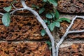 Vine growing on a rock wall