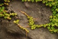 Vine growing on rocks