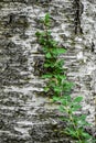 Vine Growing up Bark at Stavkirke Prayer Walk