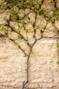Vine Growing On Wall Royalty Free Stock Photo