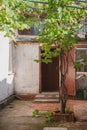 Vine grows in middle of yard