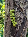 This vine has small opposite lens-shaped leaves, and is often seen on tree trunks. This plant is often called Dichidia nummularia.