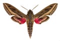 Vine Hawk-Moth (Hippotion celerio)