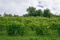 Vine hill at Sabile, Latvia. 2017 Royalty Free Stock Photo