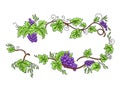 Vine Illustration suitable for ornament and background Royalty Free Stock Photo