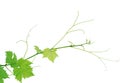 Vine leaf