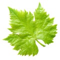 Vine leaf.