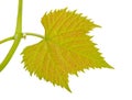 Vine-leaf