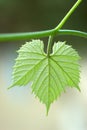 Vine leaf