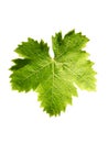 Vine leaf Royalty Free Stock Photo