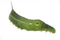 Vine Leaf moth caterpillar in isolation Royalty Free Stock Photo