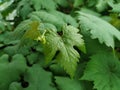 Vine leaf closeup. Background. Green leaf, nature texture Royalty Free Stock Photo