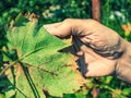 Vine leaf damaged by a white greenfly or spider mite Royalty Free Stock Photo