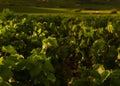 Vine leaf and a French vineyard, Burgundy Royalty Free Stock Photo