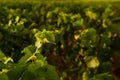 Vine leaf and a French vineyard, Burgundy