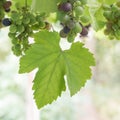 Vine leaf and grapes blue grapes semi ripe