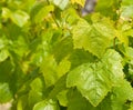 Vine leaf Malta