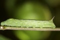 Vine Leaf moth caterpillar Royalty Free Stock Photo