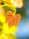 Vine leaf over yellow and blue background Royalty Free Stock Photo
