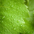 Vine leaf in the rain