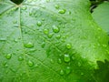 Vine leaf with water drops.