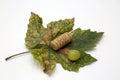 Vine leaf and wine cork isolated on white background.Copy space. Royalty Free Stock Photo