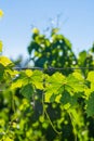 Vine Leafs at Vineyard in Mendoza Royalty Free Stock Photo