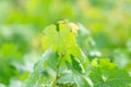 Vine leaves, or grape leave Royalty Free Stock Photo