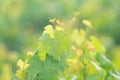 Vine leaves, or grape leave Royalty Free Stock Photo