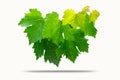 Vine leaves, or grape leave  isolated on white Royalty Free Stock Photo