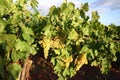 Vine leaves with grapes