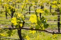 Vine leaves growing in vineyard in early spring