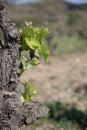 Vine leaves in spring, Pyrenees orientales in France Royalty Free Stock Photo
