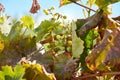 Vine leaves and unripe grapes on a sunny day Royalty Free Stock Photo