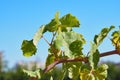 Vine leaves and unripe grapes on a sunny day Royalty Free Stock Photo