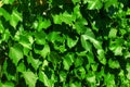 Vine leaves vine-prop 4690 Royalty Free Stock Photo