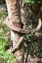 Vine liana tie up around tree Royalty Free Stock Photo